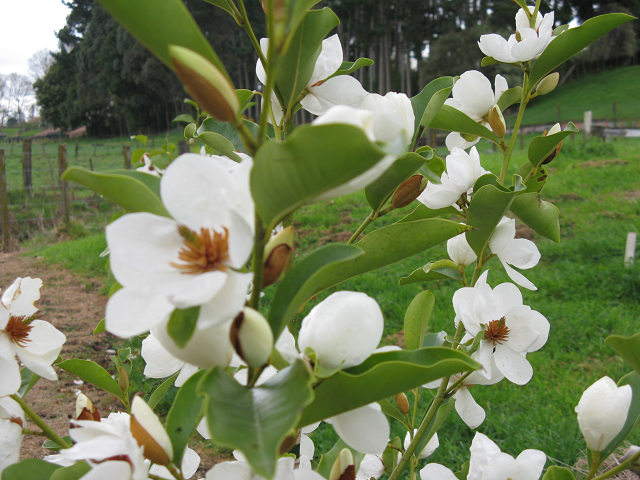 Payne Park- magnolia  Cambridge Tree Trust.